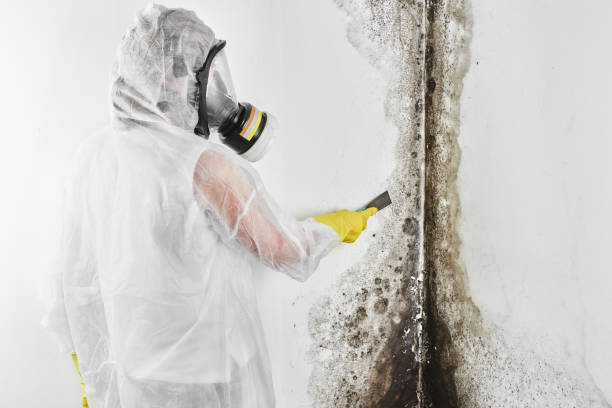 Best Residential Mold Removal  in Sunset, UT