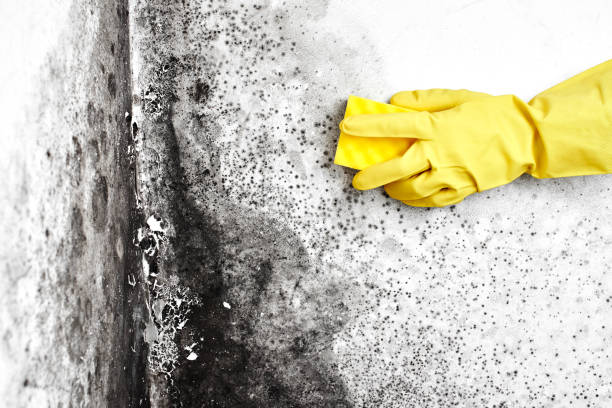 Best Mold Cleaning Services  in Sunset, UT