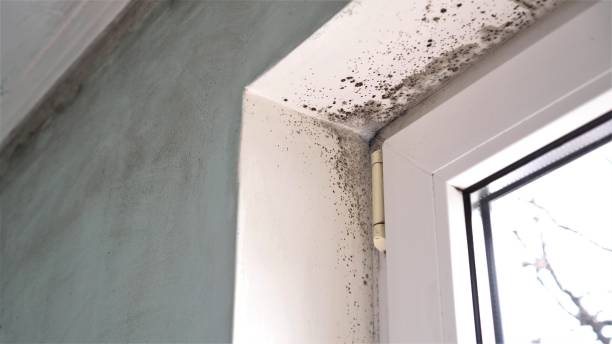 Best Attic Mold Removal  in Sunset, UT
