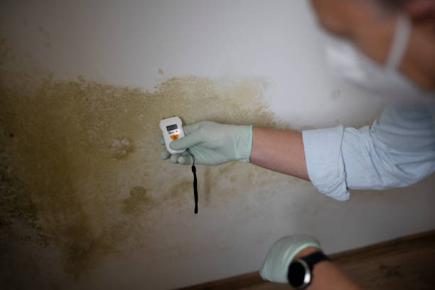 Best Home Mold Removal  in Sunset, UT