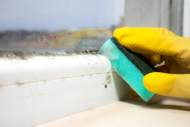 Home Mold Removal in Sunset, UT