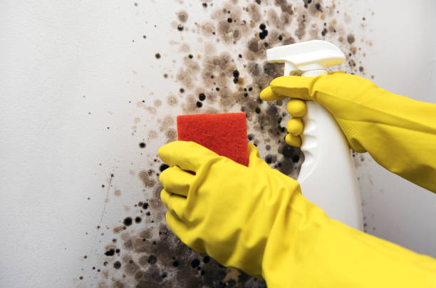 Best Same-Day Mold Removal  in Sunset, UT