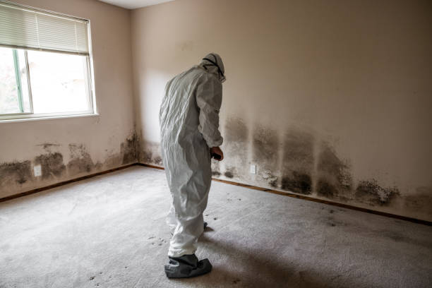 Best Certified Mold Removal  in Sunset, UT