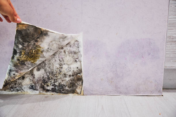 Best Crawl Space Mold Removal  in Sunset, UT
